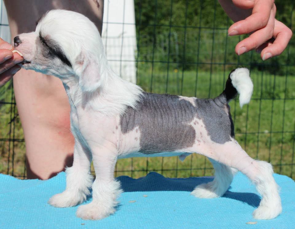 Mooncrystal's Eyes Of Envy