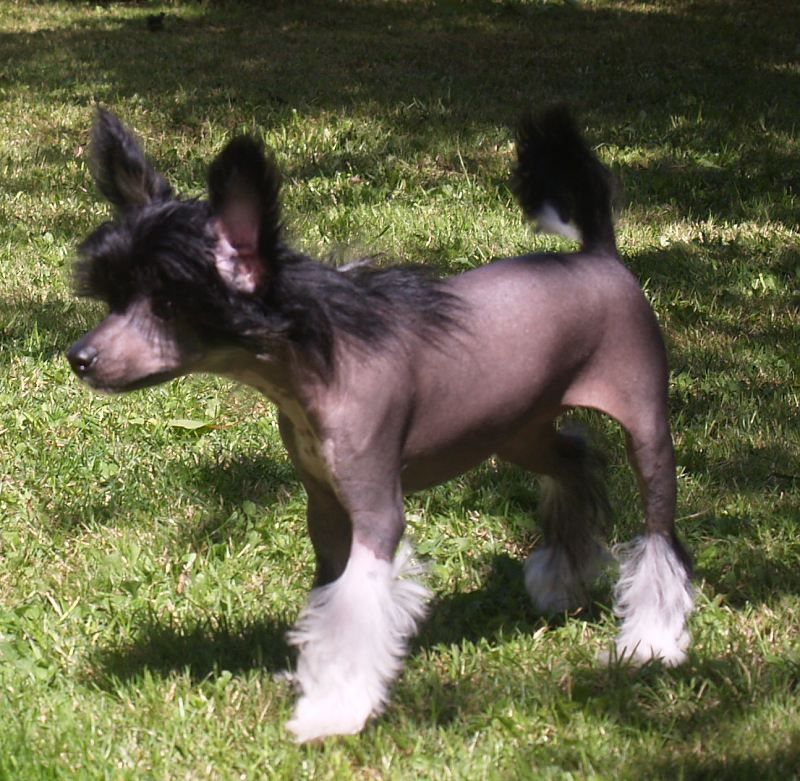 Ebony Lemiz Garden Roses