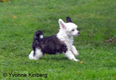 Bed'ykins Black Sea Lion