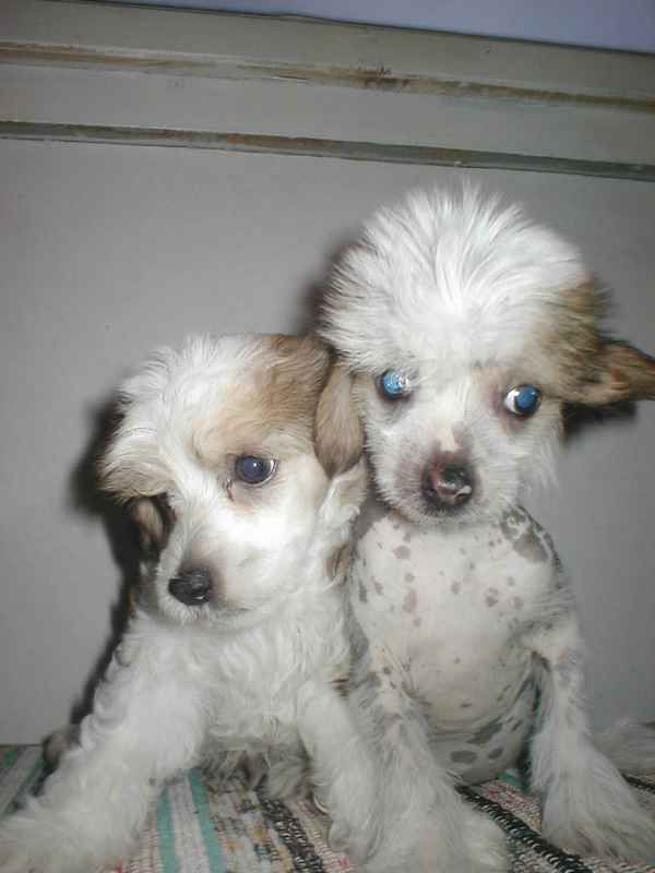 Gamla Bodens Mini De La Diiva