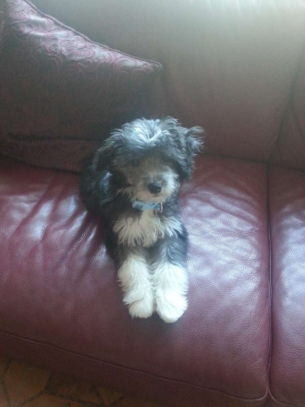 Tramarllan Duke of Kellso