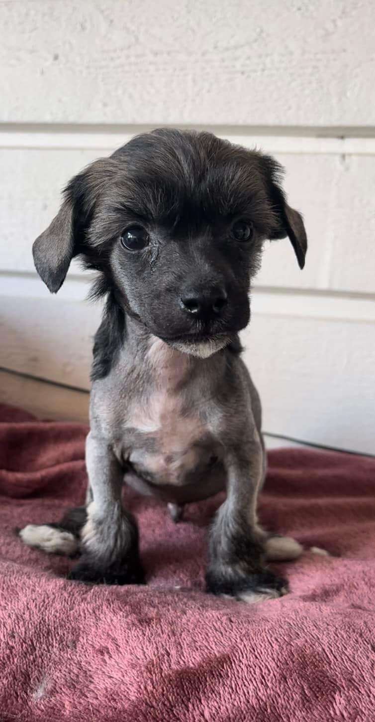 Swerotts Give It All You Got