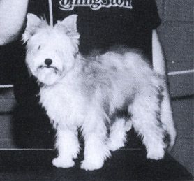 Razzmatazz Pekoe Of Jann