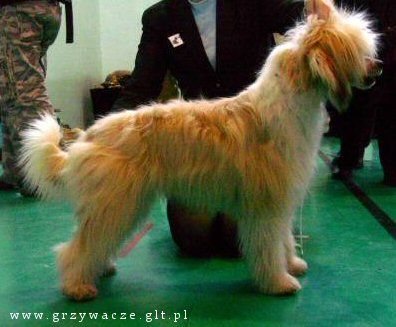 Harnas z Gangu Lysych