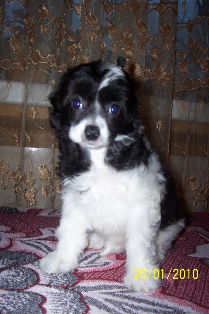 Akim Berlios Chinesische Engel