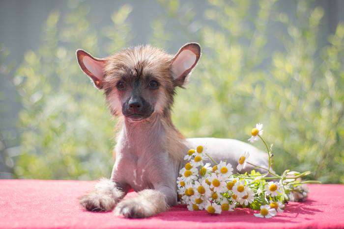 Status Imperial Uvelia True Dream