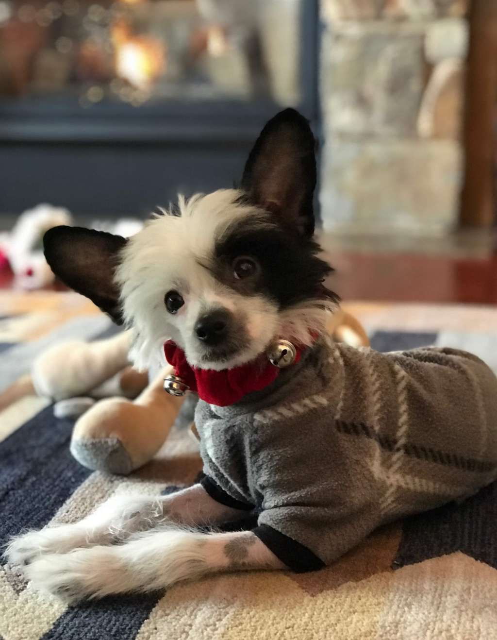 Belews Johnny Moncler