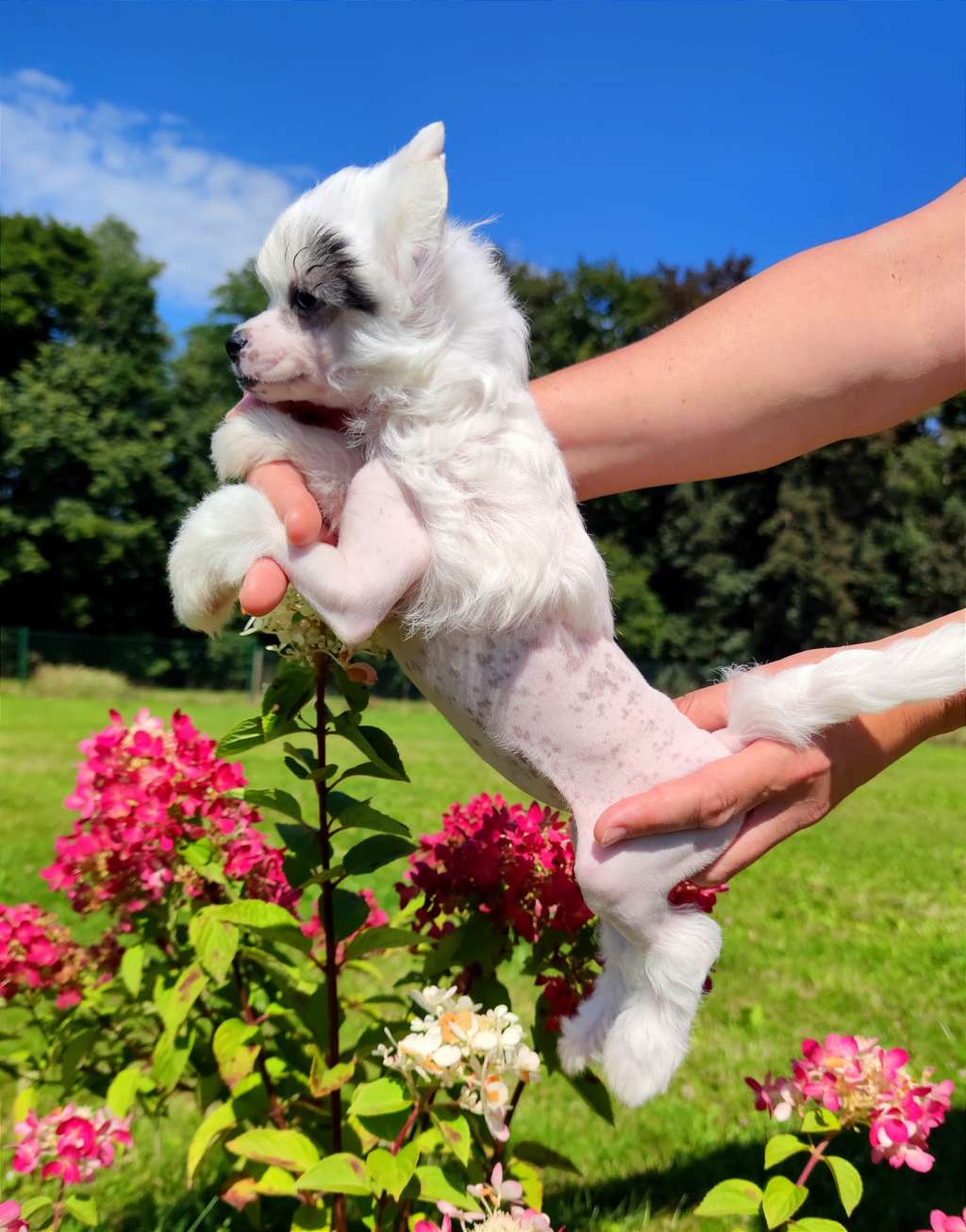 Mercedes Crystal Ice