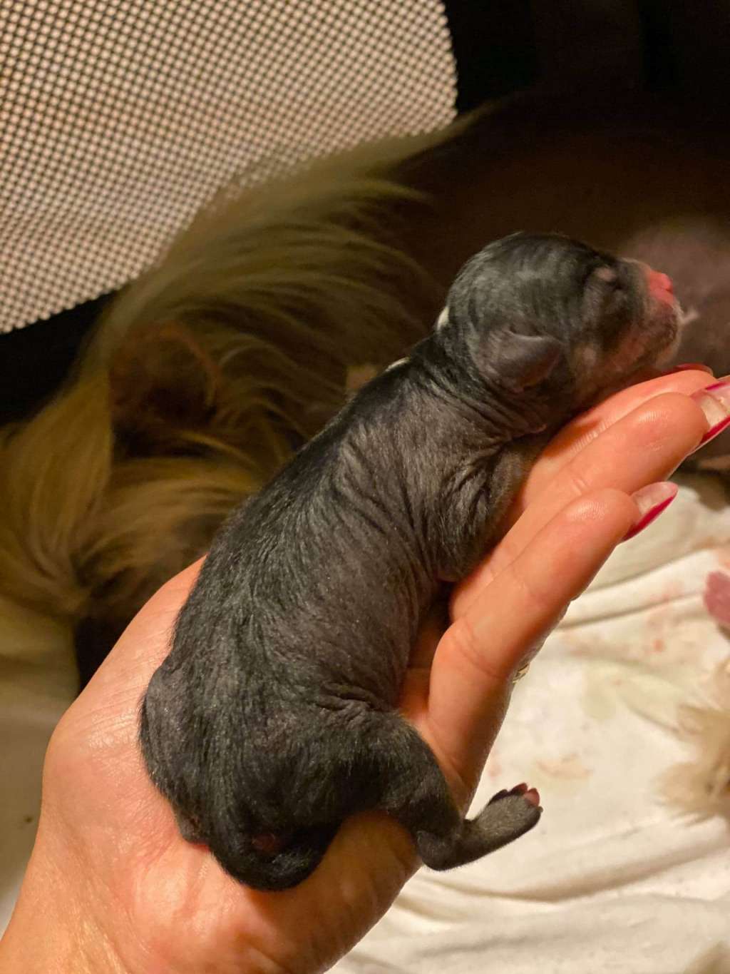 Kings paws Nijani K...