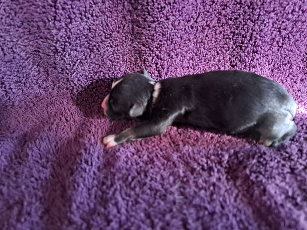 Castlecove Dressed To Kill