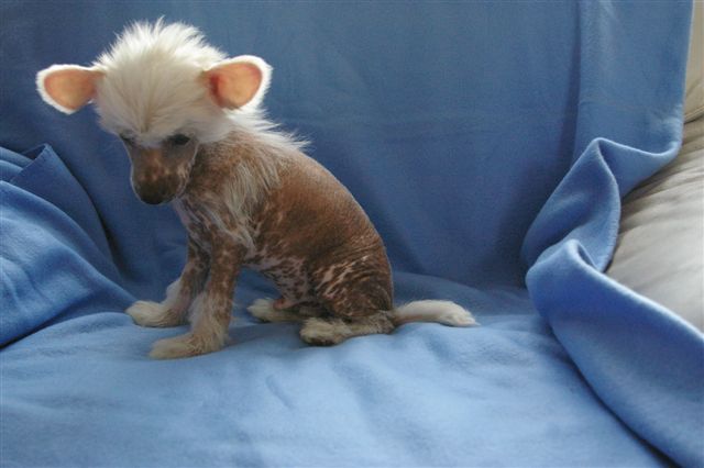 Orlando von Shinbashi