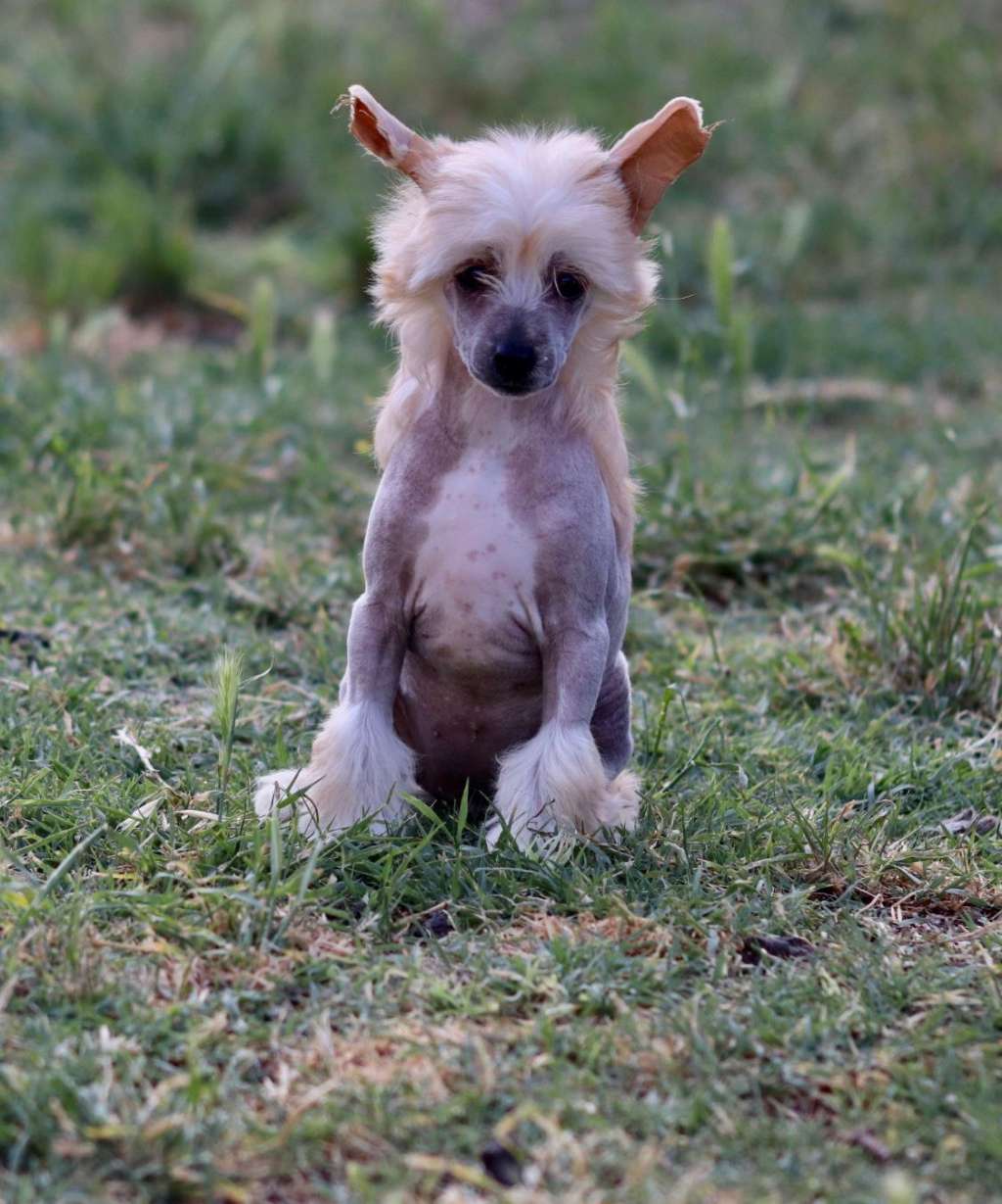 Habanero?s Crest Nemesi