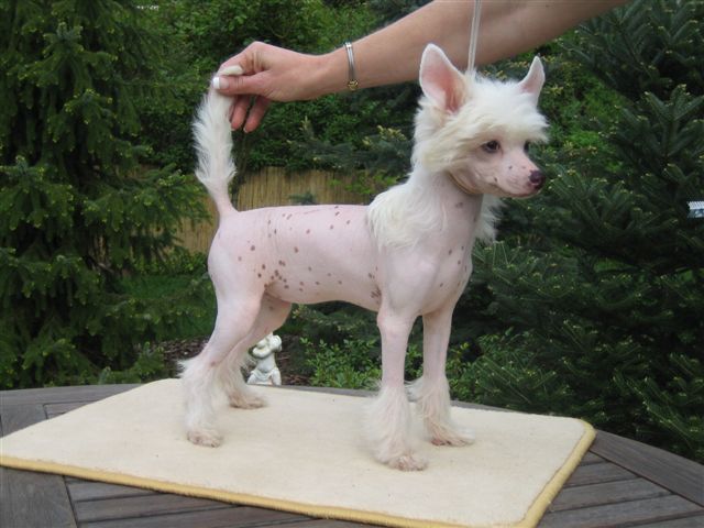 Solino's Envy Declaration