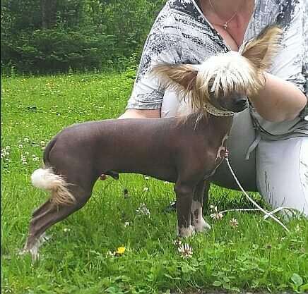 Kultapaimenen Täysillä Taas