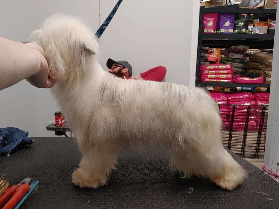 Gardine Gold Dust Woman