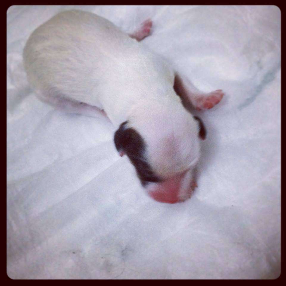 Pequin Mirrage Eponine