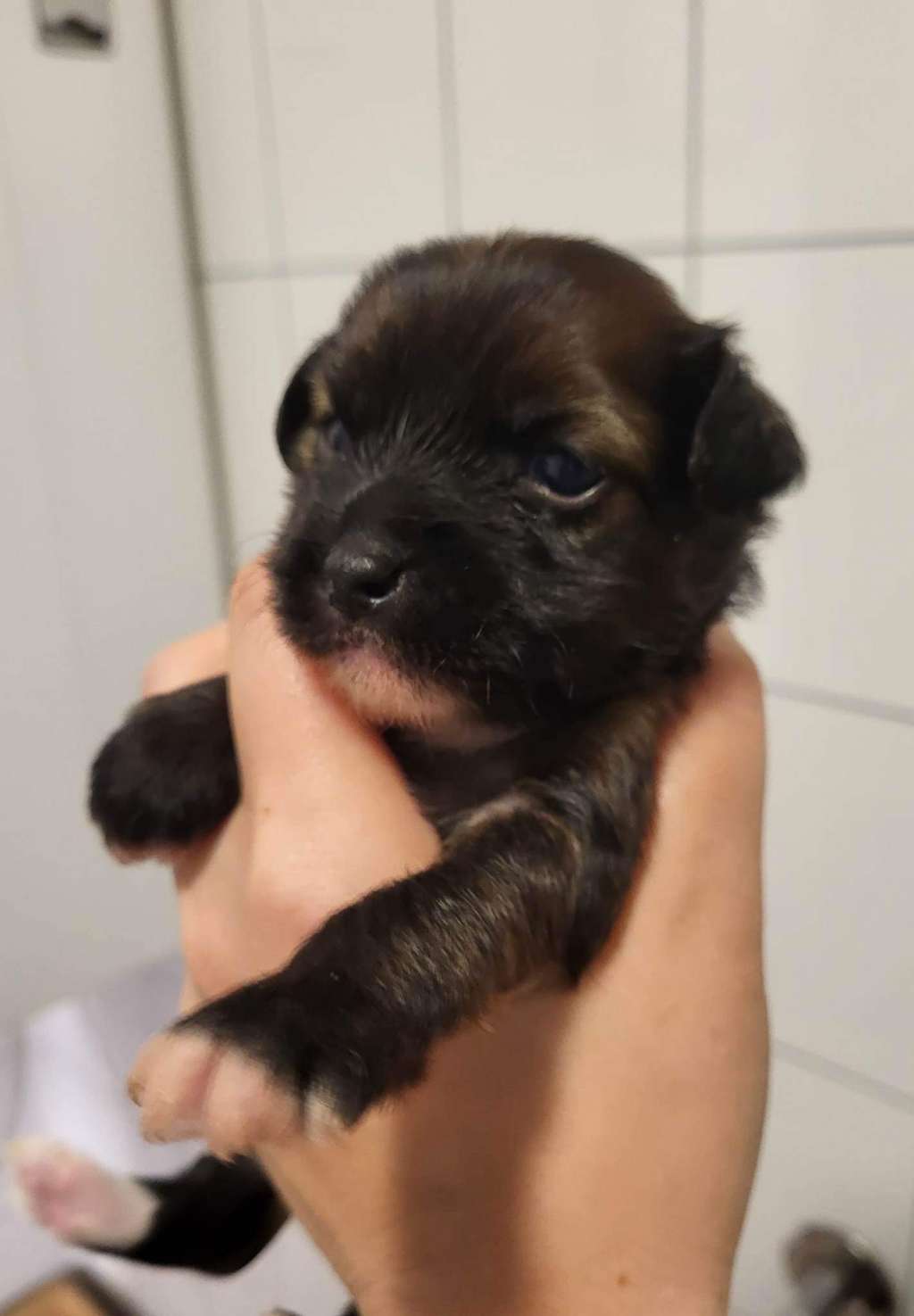 Smal Islands dogs Bon Jovi