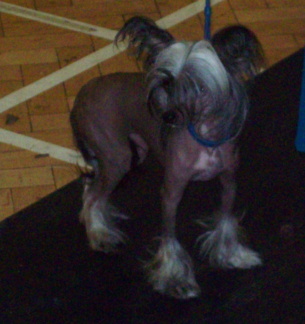 Prajna Frothy Coffee of Cazianik