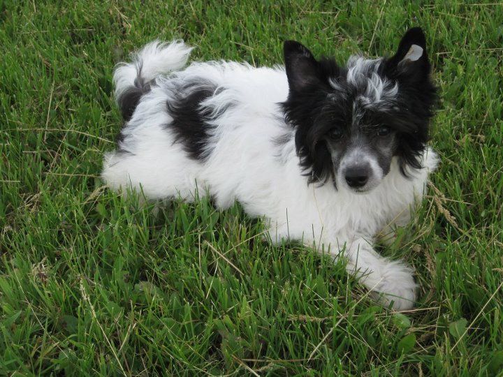 Breezy Meadows Chinese Cresteds Dante