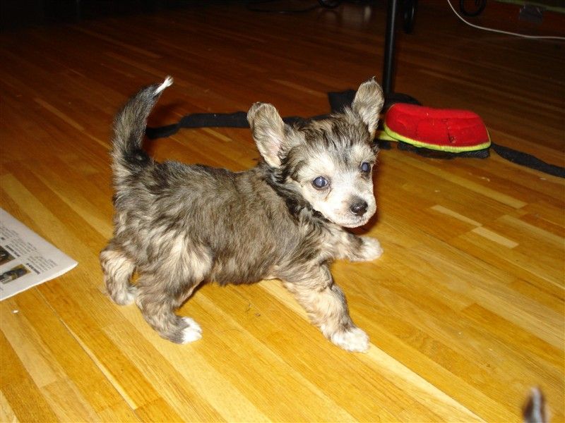 Crested Starz Grace Kelly