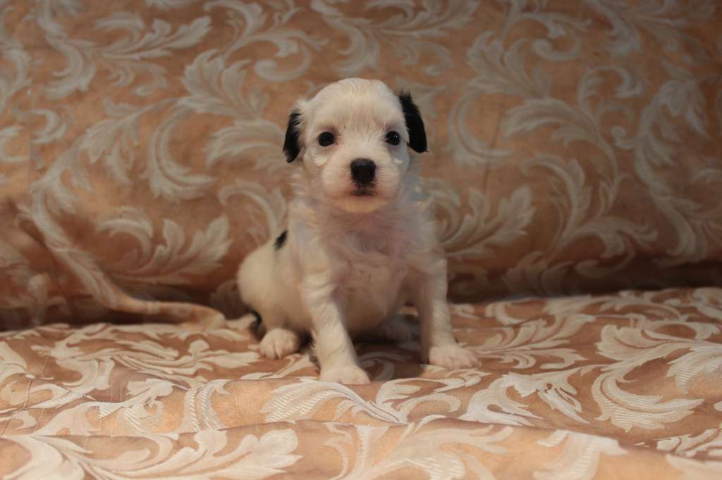 Pequin Mirrage Keiji