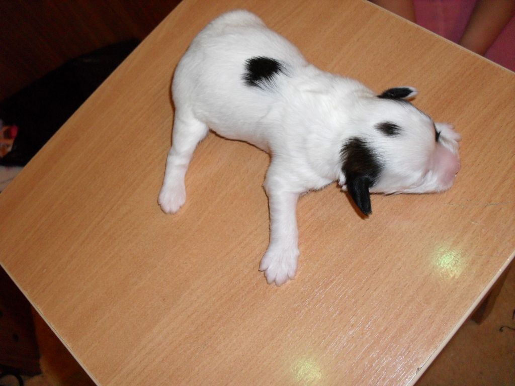 Kristal Yaniry   Infiniti White