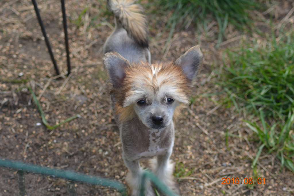 Nightstorms Cinnamon Princess