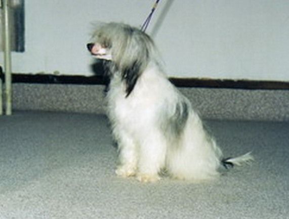 Bambari Daniela's Genus