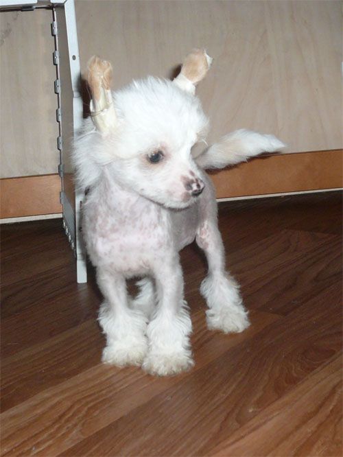 Sippelins Need For Speed