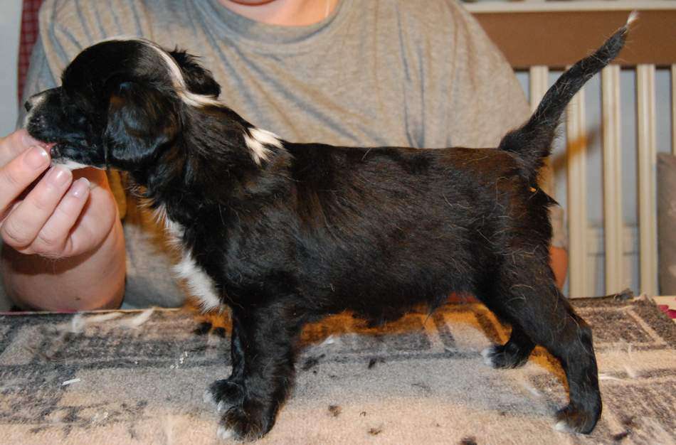 Zipolino's Sugarplum Pepperfluff