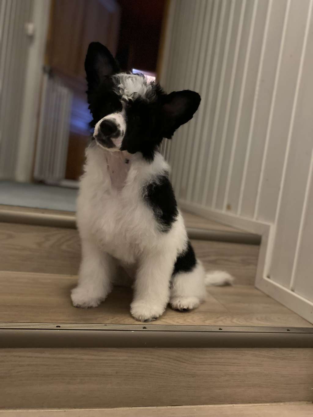 Finhani Ppoppo To My Sweet Boy