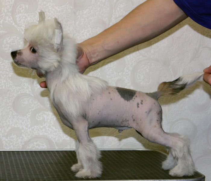 Olegro Katrin Off Top