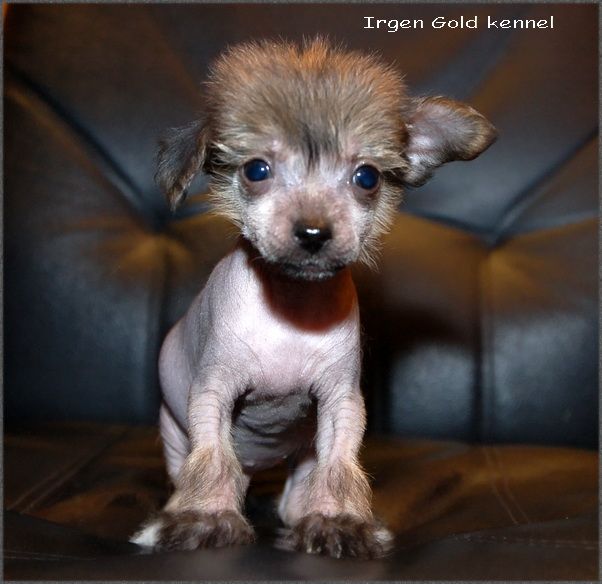 Irgen Gold Sharl de Goll