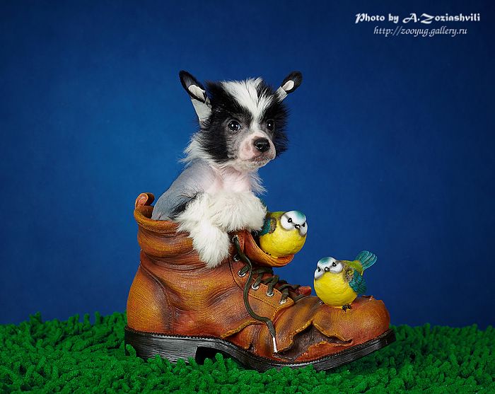 Firmenniy Style Iz Ordena Ekate-Riny