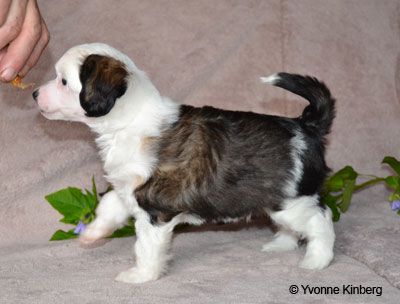 Bed'ykins Black Sea Lion