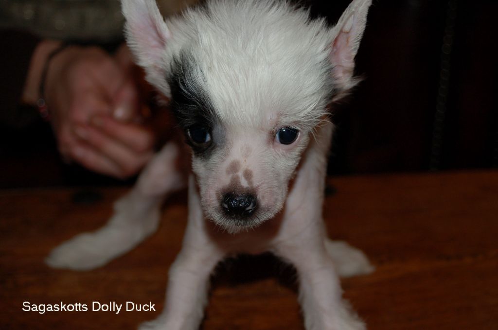 Sagaskotts Dolly Duck