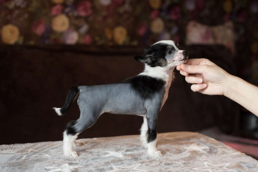 Anna Sky Kennel Tobiana