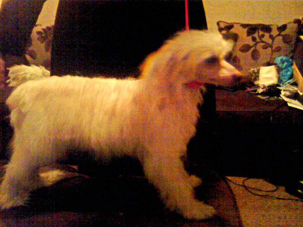 Sigyns Baileys Over Ice