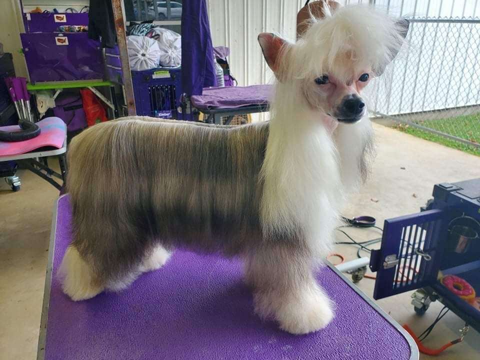 FaeryDreamer's I Want the Fairytale