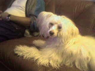 Trønderpia's Evermore Yours