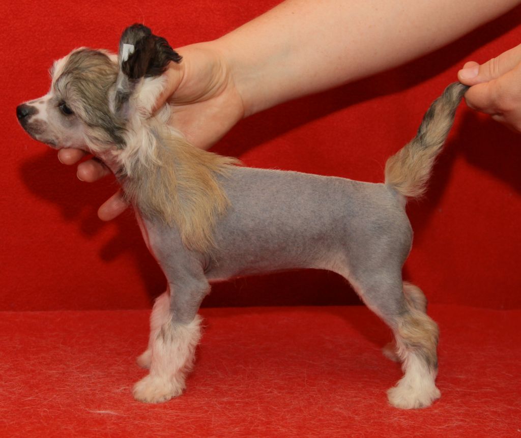 Premier Mari Roza Vetrov