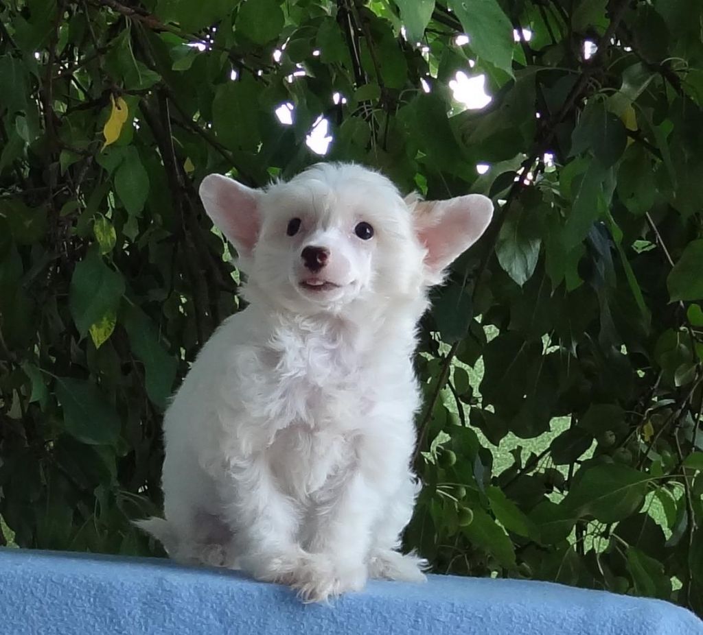 Naimuluna Line Kosta-Rika