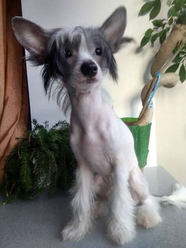 Apriori Vip Glen Stars