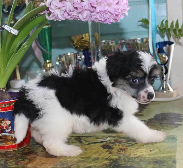 Angel O'Check Ernazar