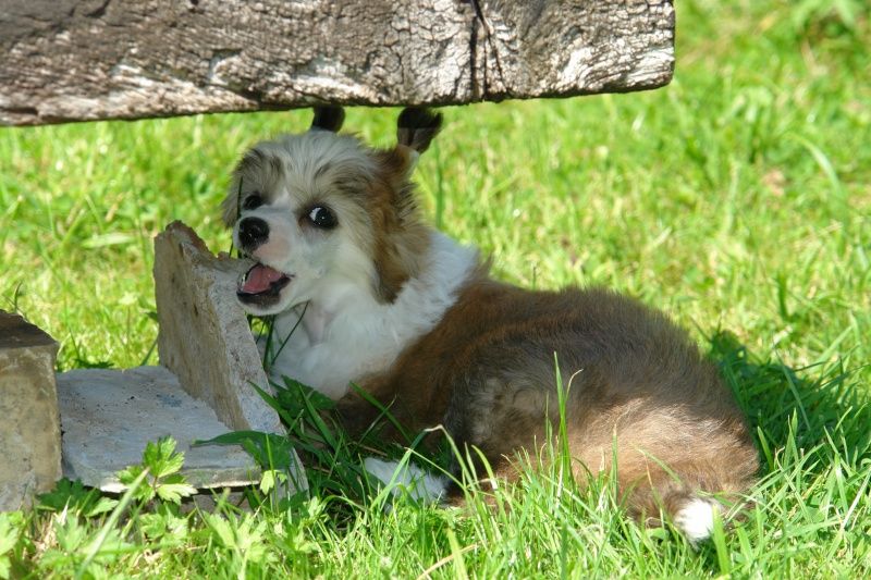 Guess Me Little Champs