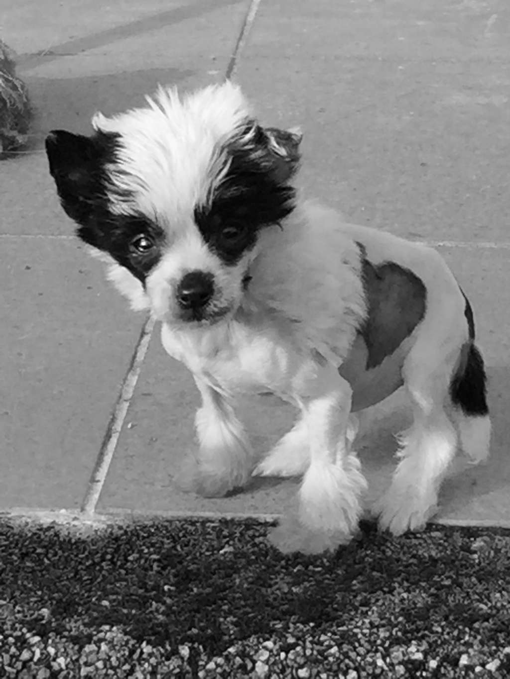 Charlotte De El Redoble