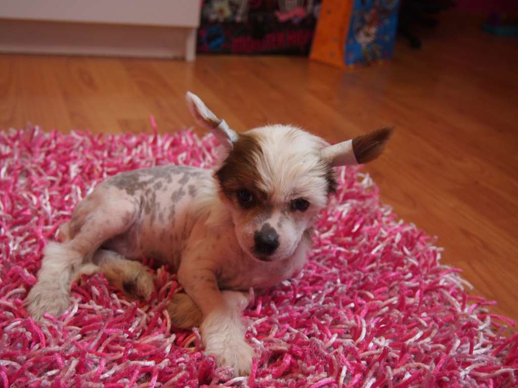 Elegantka Grzywkomania