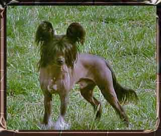 Icon Diamond in the Ruff