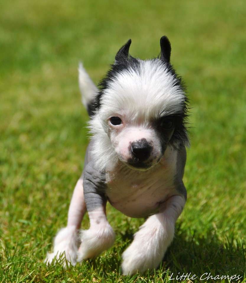 Purple Tini Little Champs