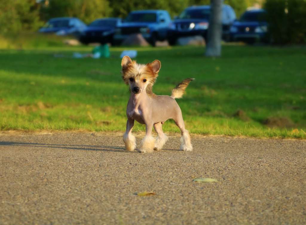 Taja the Naked Grape